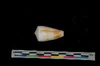 藏品(聳肩芋螺)的圖片